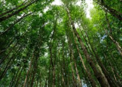What Jane Goodall Taught Us About Sustainable Promo
